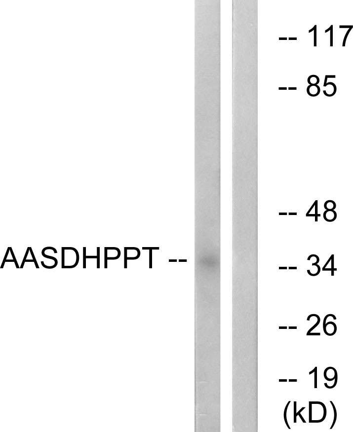  Western blot analysis of lysates from COLO cells, using AASDHPPT Antibody. The lane on the right is blocked with the synthesized peptide.