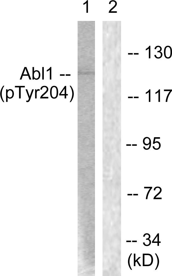  Western blot analysis of lysates from COS7 cells treated with Adriamycin 0.5ug/ml 24h, using Abl (Phospho-Tyr204) Antibody. The lane on the right is blocked with the phospho peptide.