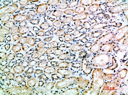 Immunohistochemical analysis of paraffin-embedded human-kidney, antibody was diluted at 1:200