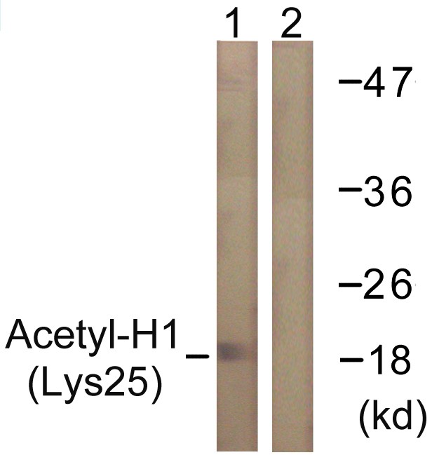  Western blot analysis of lysates from COS7 cells, treated with TSA 400nM 24h, using Histone H1 (Acetyl-Lys25) Antibody. The lane on the right is blocked with the synthesized peptide.