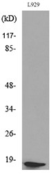  Western blot analysis of lysate from L929 cells, using eIF5A (Acetyl-Lys47) Antibody.