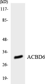  Western blot analysis of the lysates from K562 cells using ACBD6 antibody.