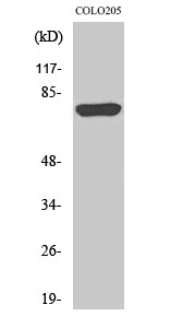 ACSL6 Polyclonal Antibody
