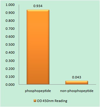  Enzyme-Linked Immunosorbent Assay (Phospho-ELISA) for Immunogen Phosphopeptide (Phospho-left) and Non-Phosphopeptide (Phospho-right), using AhR (Phospho-Ser36) Antibody