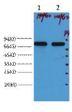  Western blot analysis of HepG2, diluted at 1:2,000.