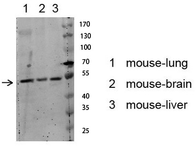 Akt (Phospho Ser129) Antibody