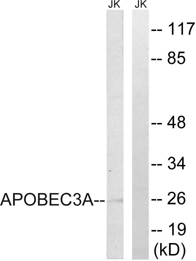 APOBEC3A Polyclonal Antibody