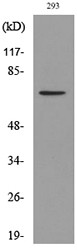 BMAL1 (Acetyl Lys538) Polyclonal Antibody