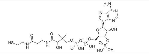 辅酶 A/CoA Coenzyme A85-61-0
