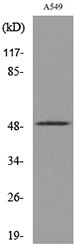  Western blot analysis of lysate from A549 cells, using EEF1A-pan (Acetyl-Lys41) Antibody.