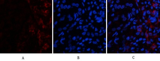  Immunofluorescence analysis of human-kidney tissue. 1,ABCG2 Polyclonal Antibody(red) was diluted at 1:200(4°C,overnight). 2, Cy3 labled Secondary antibody was diluted at 1:300(room temperature, 50min).3, Picture B: DAPI(blue) 10min. Picture A:Target. Picture B: DAPI. Picture C: merge of A+B