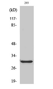 Western Blot analysis of HT29 cells using ABCC13 Polyclonal Antibody cells nucleus extracted by Minute TM Cytoplasmic and Nuclear Fractionation kit (SC-003,Inventbiotech,MN,USA).