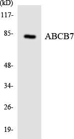  Western blot analysis of the lysates from HUVECcells using ABCB7 antibody.