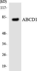  Western blot analysis of the lysates from HeLa cells using ABCD1 antibody.