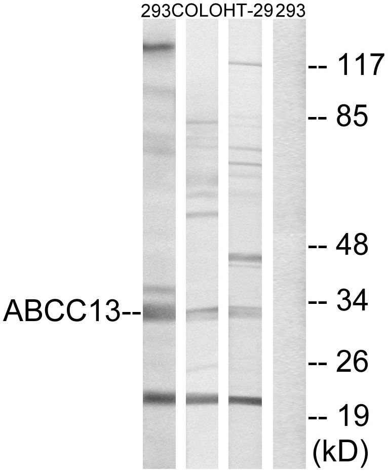  Western blot analysis of lysates from 293, COLO, and HT-29 cells, using ABCC13 Antibody. The lane on the right is blocked with the synthesized peptide.