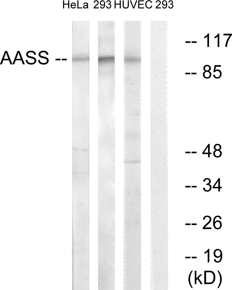  Western blot analysis of lysates from 293, HUVEC, and HeLa cells, using AASS Antibody. The lane on the right is blocked with the synthesized peptide.