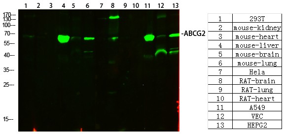  Western Blot analysis of various cells using primary antibody diluted at 1:1000(4°C overnight). Secondary antibody：Goat Anti-rabbit IgG IRDye 800( diluted at 1:5000, 25°C, 1 hour)