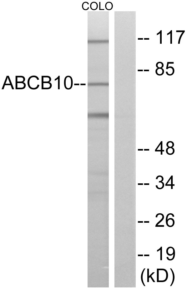  Western blot analysis of lysates from COLO cells, using ABCB10 Antibody. The lane on the right is blocked with the synthesized peptide.