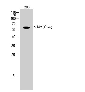  Western Blot analysis of 293 cells using Phospho-Akt (Y326) Polyclonal Antibody diluted at 1：1000