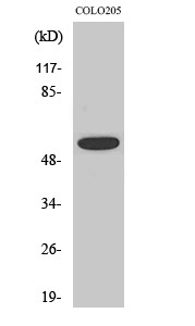  Western Blot analysis of various cells using Phospho-Akt (T308) Polyclonal Antibody diluted at 1：500