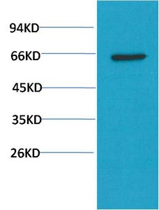  Western blot analysis of PC3 Cell Lysate using Akt Mouse mAb diluted at 1:2000