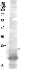 NF-E4 (Acetyl Lys43) Polyclonal Antibody