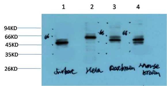  Western blot analysis of 1) Jurkat Cell Lysate, 2)Hela Cell Lysate, 3) Rat Brain Tissue Lysate, 4) Mouse Brain Tissue Lysate using Gamma Tubulin Mouse mAb diluted at 1:2000.