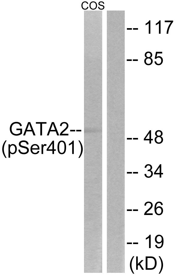 GATA-2 (phospho Ser401) Polyclonal Antibody