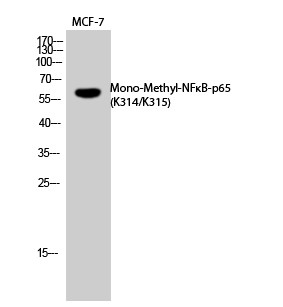 NFκB-p65 (Mono Methyl Lys314/Lys315) Polyclonal Antibody