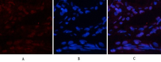  Immunofluorescence analysis of human-lung tissue. 1,Gamma Tubulin Mouse Monoclonal Antibody(4A4)(red) was diluted at 1:200(4°C,overnight). 2, Cy3 labled Secondary antibody was diluted at 1:300(room temperature, 50min).3, Picture B: DAPI(blue) 10min. Picture A:Target. Picture B: DAPI. Picture C: merge of A+B