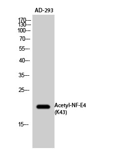  Western Blot analysis of AD-293 cells using Acetyl-NF-E4 (K43) Polyclonal Antibody. Secondary antibody(catalog#：RS0002) was diluted at 1:20000