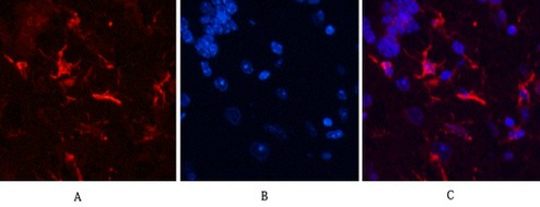  Immunofluorescence analysis of Mouse-brain tissue. 1,GFAP Monoclonal Antibody(5C8)(red) was diluted at 1:200(4°C,overnight). 2, Cy3 labled Secondary antibody was diluted at 1:300(room temperature, 50min).3, Picture B: DAPI(blue) 10min. Picture A:Target. Picture B: DAPI. Picture C: merge of A+B