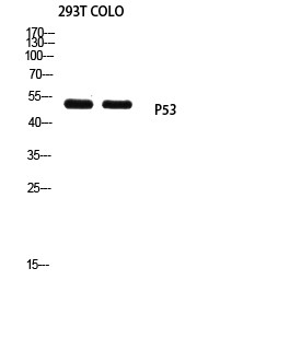 p53 (Mono Methyl Lys370) Polyclonal Antibody