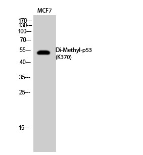  Western Blot analysis of MCF7, K562 cells using Di-Methyl-p53 (K370) Polyclonal Antibody.. Secondary antibody(catalog#：RS0002) was diluted at 1:20000