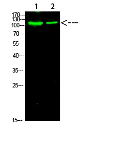 PARP-1 (Acetyl-K521) Polyclonal Antibody