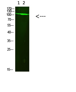  Western Blot analysis of 1,293t 2,mouse-brain cells using primary antibody diluted at 1:1000(4°C overnight). Secondary antibody：Goat Anti-rabbit IgG IRDye 800( diluted at 1:5000, 25°C, 1 hour)