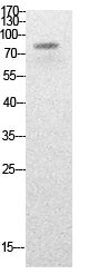 PCAF (Acetyl Lys428) Polyclonal Antibody