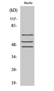 Shc (phospho Tyr349) Polyclonal Antibody