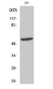 Shb (phospho Tyr246) Polyclonal Antibody