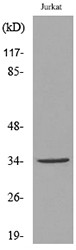  Western blot analysis of lysate from Jurkat cells, using APE1 (Acetyl-Lys7) Antibody.