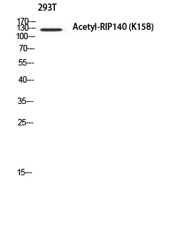 RIP140 (Acetyl Lys158) Polyclonal Antibody