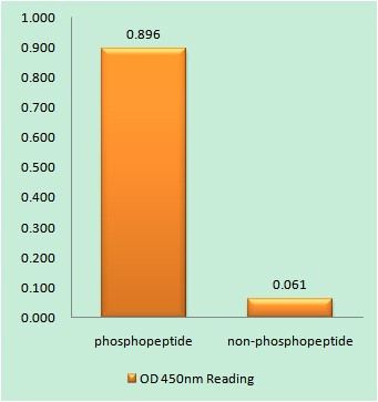  Enzyme-Linked Immunosorbent Assay (Phospho-ELISA) for Immunogen Phosphopeptide (Phospho-left) and Non-Phosphopeptide (Phospho-right), using CD136/RON (Phospho-Ser1394) Antibody