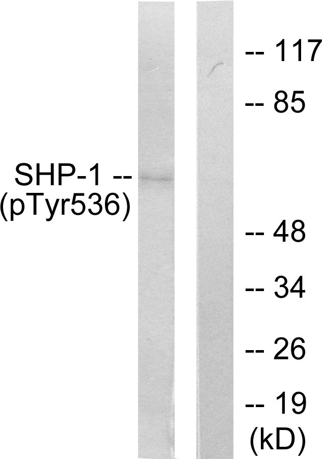 SH-PTP1 (phospho Tyr564) Polyclonal Antibody