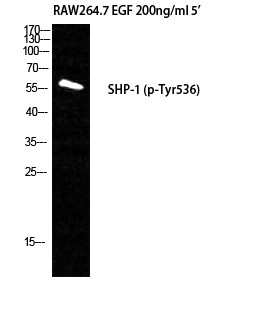 SH-PTP1 (phospho Tyr536) Polyclonal Antibody