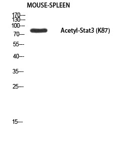 Stat3 (Acetyl Lys87) Polyclonal Antibody