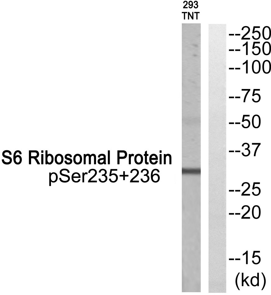 Ribosomal Protein S6 (phospho Ser235/S236) Polyclonal Antibody