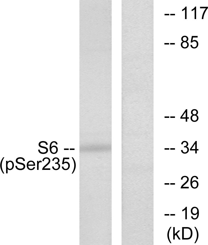  Western blot analysis of lysates from 293 cells treated with serum 10% 15', using S6 Ribosomal Protein (Phospho-Ser235) Antibody. The lane on the right is blocked with the phospho peptide.