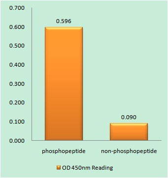  Enzyme-Linked Immunosorbent Assay (Phospho-ELISA) for Immunogen Phosphopeptide (Phospho-left) and Non-Phosphopeptide (Phospho-right), using POLR2A (Phospho-Ser1619) Antibody