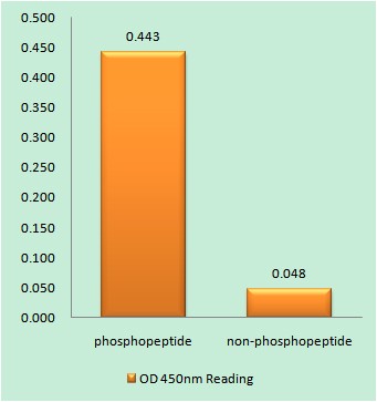  Enzyme-Linked Immunosorbent Assay (Phospho-ELISA) for Immunogen Phosphopeptide (Phospho-left) and Non-Phosphopeptide (Phospho-right), using RFA2 (Phospho-Thr21) Antibody