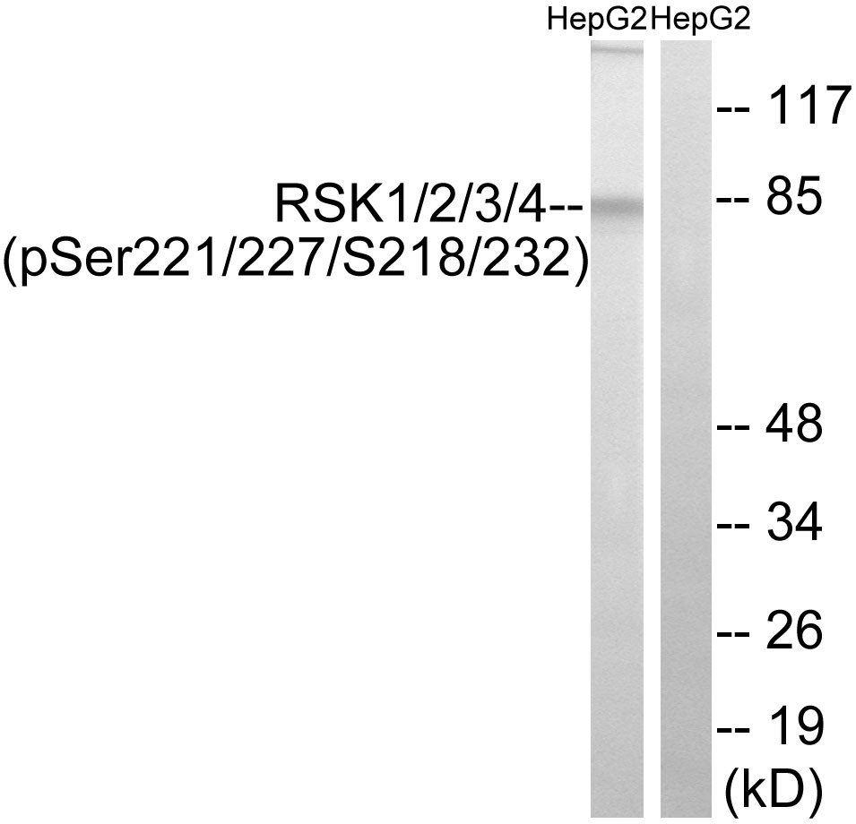  Western blot analysis of lysates from HepG2 cells treated with EGF 200ng/ml 30', using RSK1/2/3/4 (Phospho-Ser221/227/S218/232) Antibody. The lane on the right is blocked with the phospho peptide.
